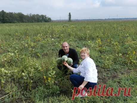 На баштане. Кривой рог.