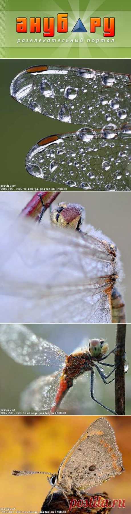 Очередная подборка макро-насекомых &amp;larr; Картинки и фото на Ануб.Ру