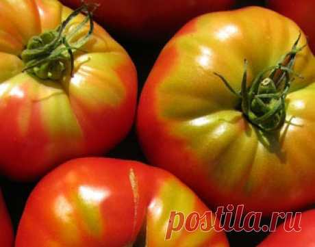 Зелёное пятно у плодоножки томата - Проблемы с томатами: отклонения, болезни, вредители - Форум про теплицы