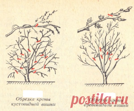 Пришло время правильно обрезать вишни | ОГОРОДНИЦА ЮЛИАННА | Яндекс Дзен