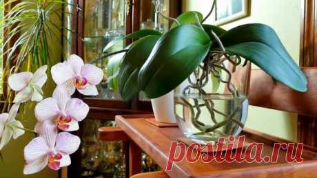 Почему не цветет орхидея и как уговорить ее выпустить новую стрелку | Орхидеи (Огород.ru)
