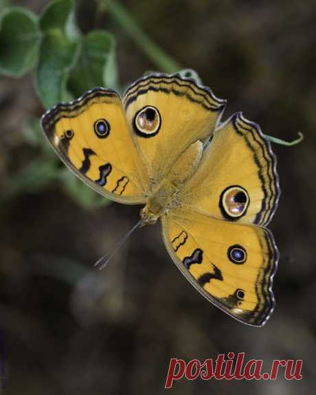 Peacock Pansy (Junonia almana)  |  Pinterest • Всемирный каталог идей