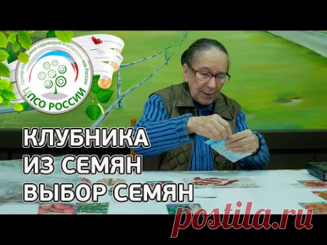 КАКИЕ СЕМЕНА КЛУБНИКИ ДАДУТ ЛУЧШИЙ УРОЖАЙ.  КЛУБНИКА, ЗЕМЛЯНИКА ИЗ СЕМЯН.