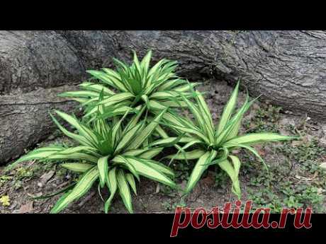 ABC TV | How To Make Pandanus Amaryllifolius From Crepe Paper - Craft Tutorial