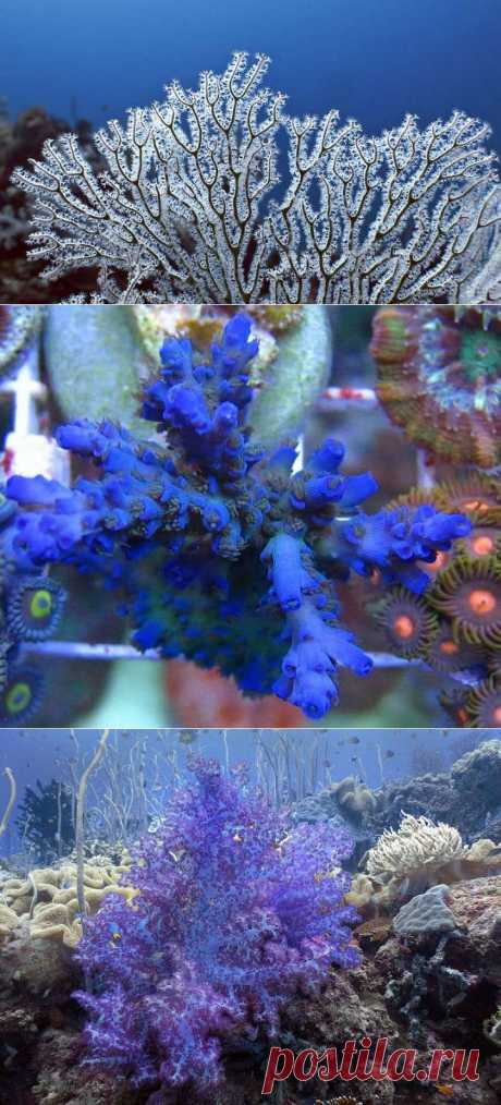 (+1) - Цветы... подводные | САД НА ПОДОКОННИКЕ
