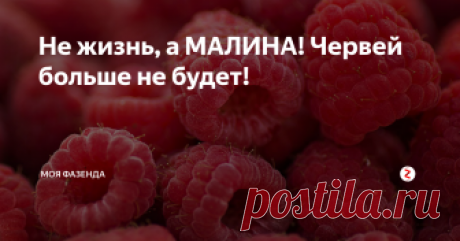 Не жизнь, а МАЛИНА! Червей больше не будет!  Начните профилактику уже сейчас!
В этой статье расскажу, как избавиться от червей в малине.