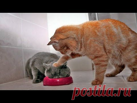 ▶ Funny Cats. Видеоприколы кошки - YouTube
