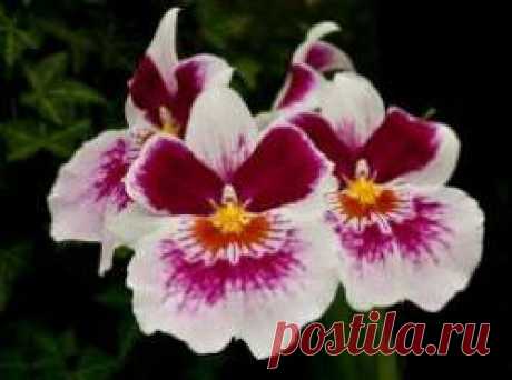 Описание и характерные особенности орхидеи «Мильтония»