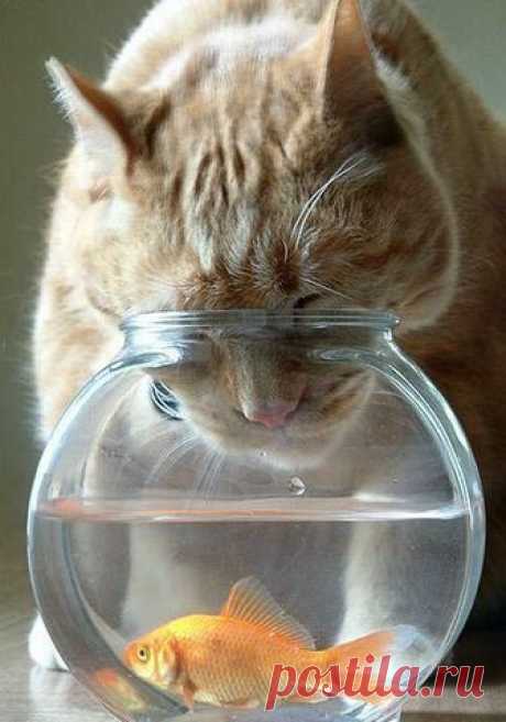Goldfish and cat | Funny cats