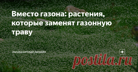 Вместо газона: растения, которые заменят газонную траву Газон - важный элемент ландшафтного дизайна. Визуально он соединяет воедино все самые разнообразные цветочные композиции и другие элементы окружающего ландшафта.
Но не всегда газон может быть доступен по какой-либо причине, поэтому заменить его могут разные почвопокровники. Они будут отличной альтернативой обычному газону, так как устойчивы к вытаптыванию и требуют аналогичного ухода.
Одним из