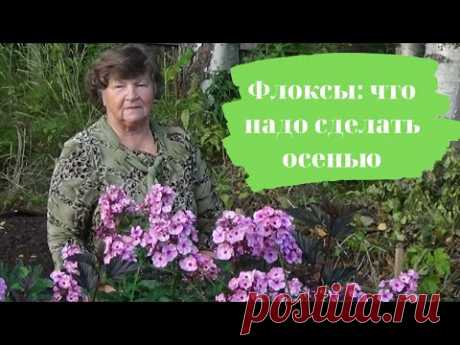 Флоксы: что надо сделать осенью - YouTube