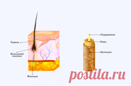 Из чего состоит волос человека: анатомия, свойства и жизненный цикл волоса, рисунок и описание строения Состав волоса человека, его структура, основные свойства и жизненный цикл. Типы волос согласно их форме и цвету. Факторы, определяющие внешний вид шевелюры.