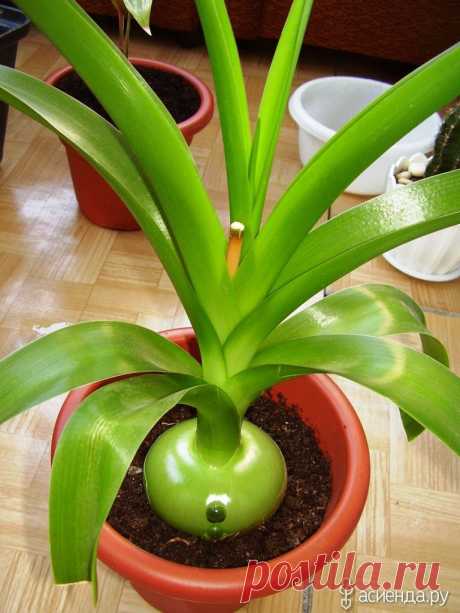 Исцеляющие комнатные растения. Часть 3 - индийский лук, полезное растение, лечебное растение, комнатные растения, здоровье