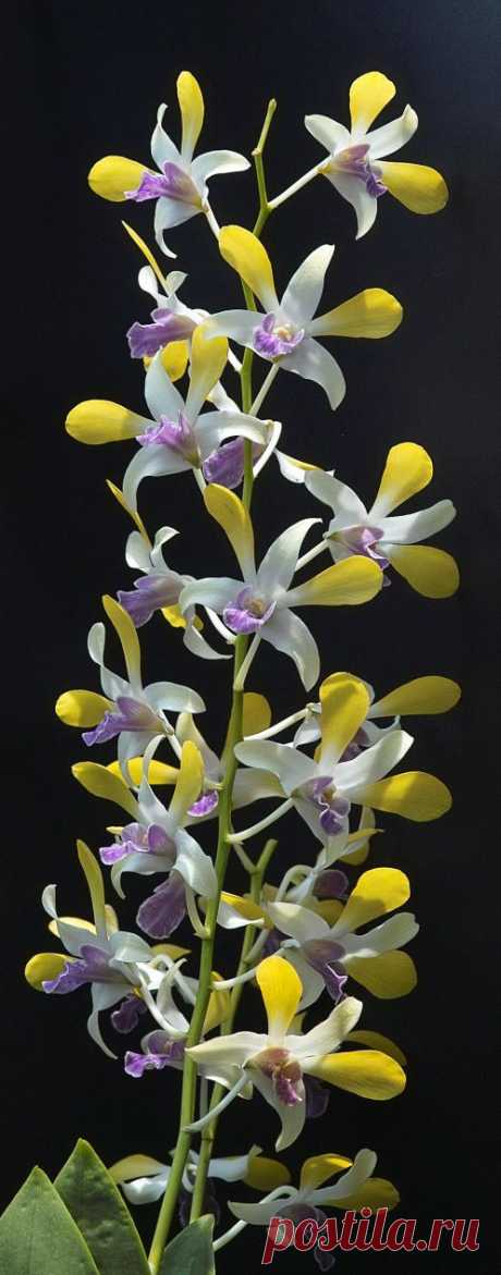 Dendrobium | Nature :: Orchids