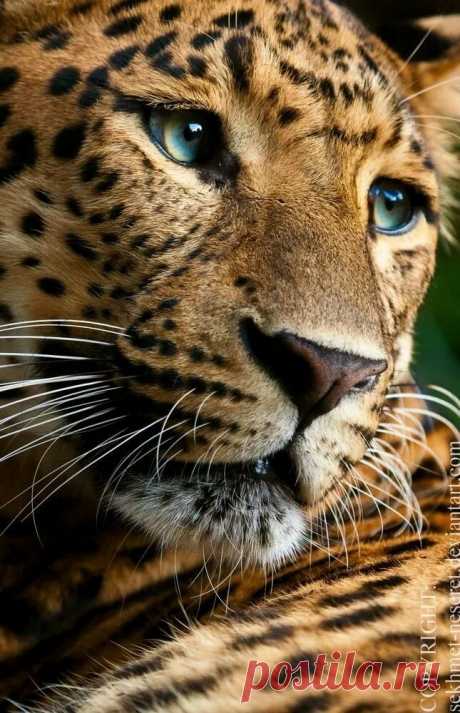 «Leopard Portrait by Sekhmet BIG CATS Animals, Animals beautiful, Cute animals» — карточка пользователя Александр К. в Яндекс.Коллекциях