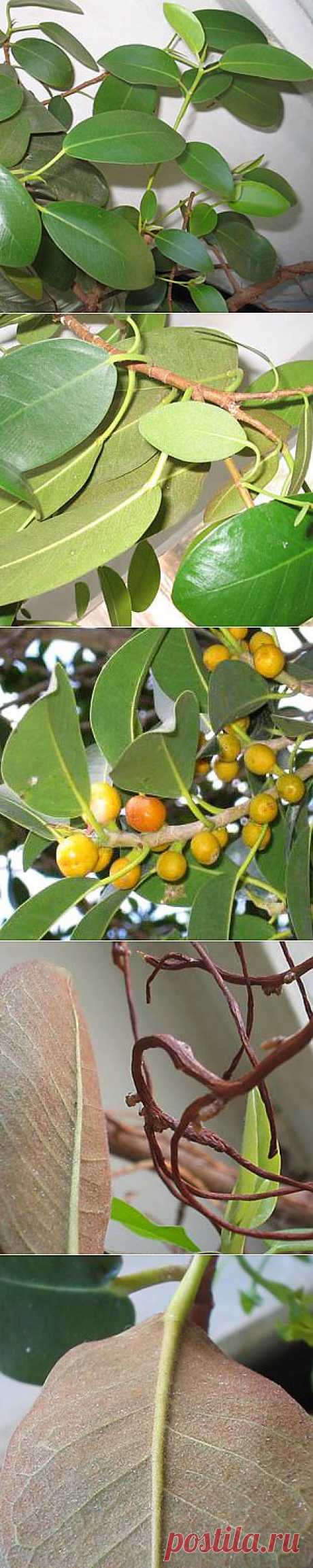 Фикус ржаво-красный / Ficus rubiginosa