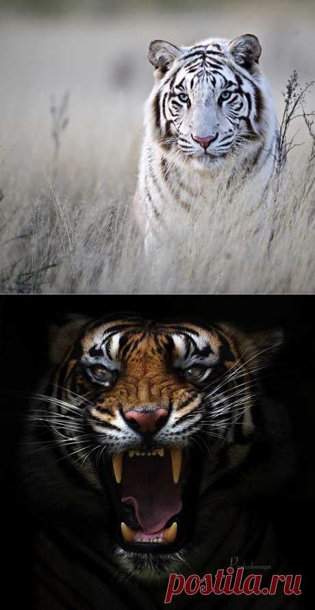 Завораживающе красивые тигры