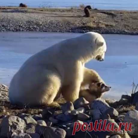 В это видео невозможно поверить! Дикий белый медведь гладит собаку по голове - МирТесен