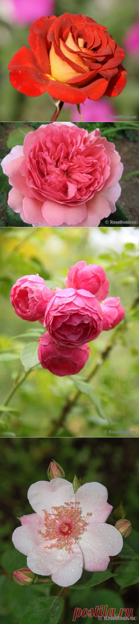 Форма цветков роз | РОЗЫ