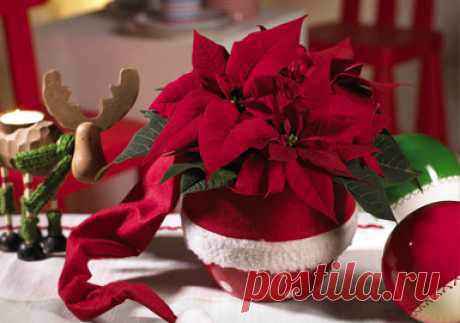 poinsettias grandes en punto de cruz para cojines de navidad - Búsqueda de Google