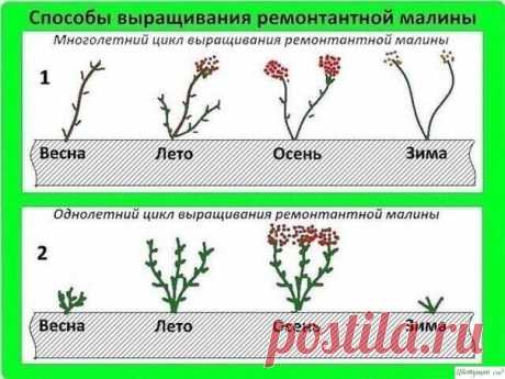 ЛЕГКИЙ СПОСОБ ВЫРАЩИВАНИЯ РЕМОНТАЛЬНОЙ МАЛИНЫ