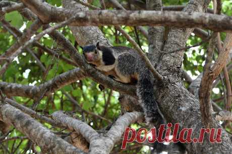 Grizzled Giant Squirrel Grijze reuze-eekhoorn (Ratufa macroura) Uda Walawe, Sri Lanka Conservation status: Near threatened