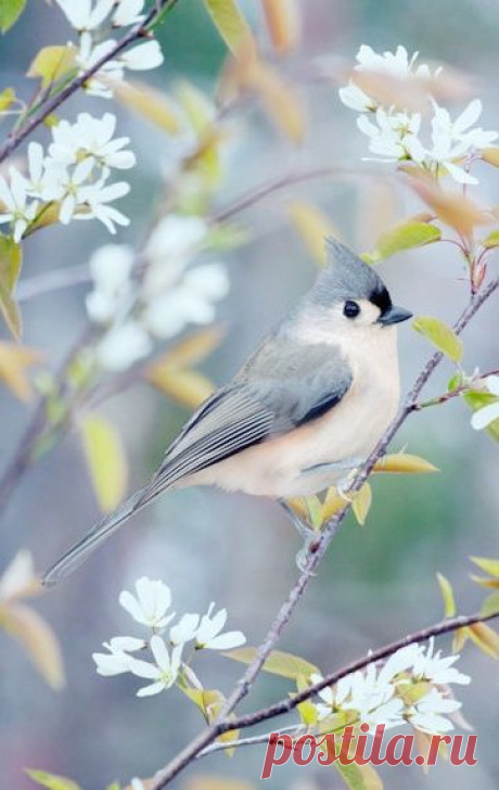 Fine Art Bird Photography Print "Tufted Titmouse in Spring"