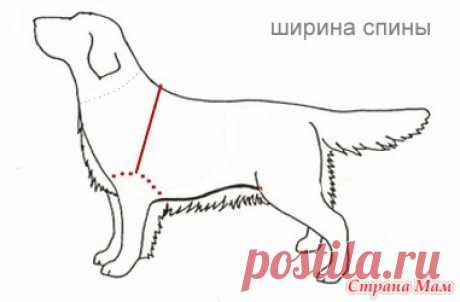 Построение индивидуальной выкройки для собаки (вариант № 2) - Гардероб для наших любимых питомцев (собак, кошек) - Страна Мам