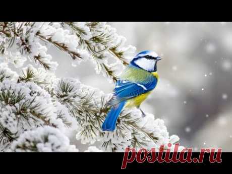 Beautiful Peaceful Instrumental Christmas Music: Relaxing Music "Winter Woods" by Tim Janis