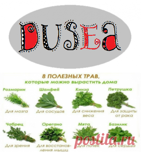 8 полезных трав, которые можно вырастить дома | Dusea.ru