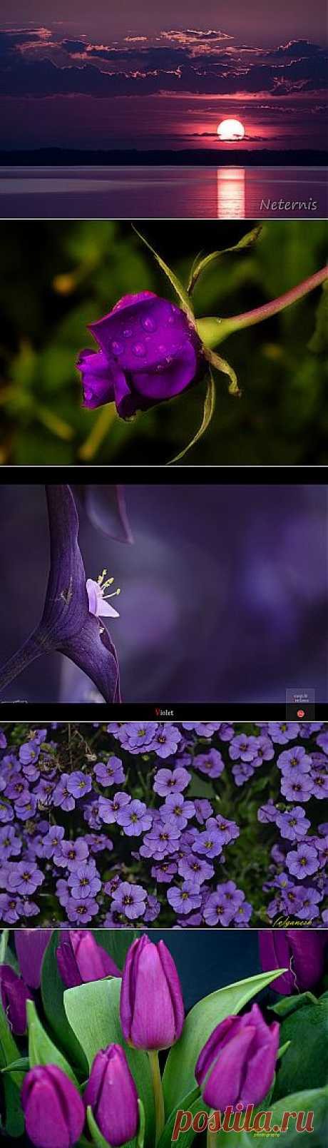 Flickr Search: violet