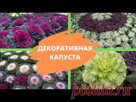 ДЕКОРАТИВНАЯ КАПУСТА: красота, да и только! Как вырастить ее на своем огороде