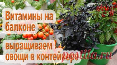 Мини-огород в квартире / 10 овощей которые можно выращивать в горшках