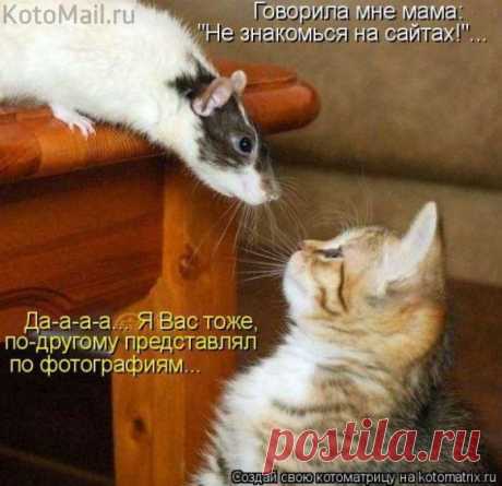 Не знакомься на сайтах. | KotoMail.ru