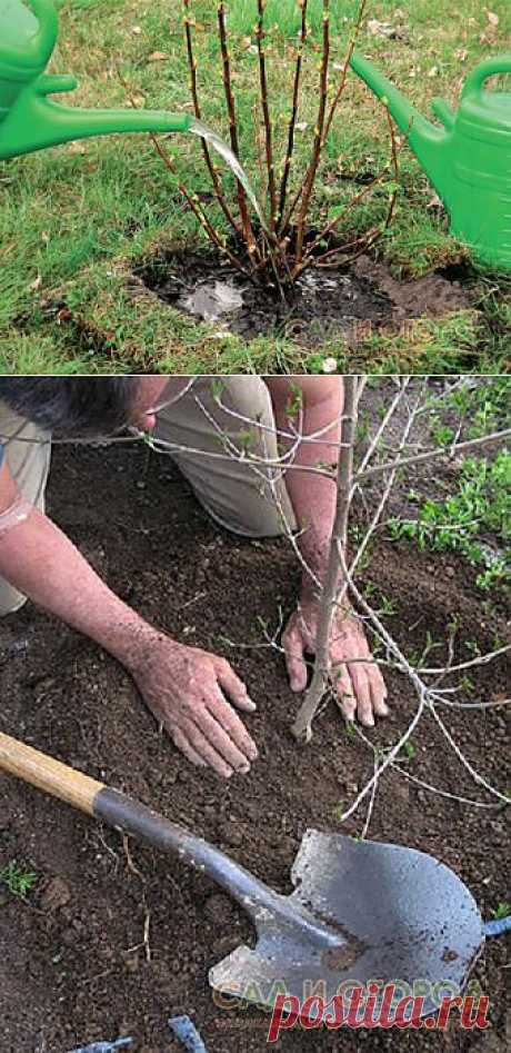 Создаем урожайный сад плодовых деревьев своими руками