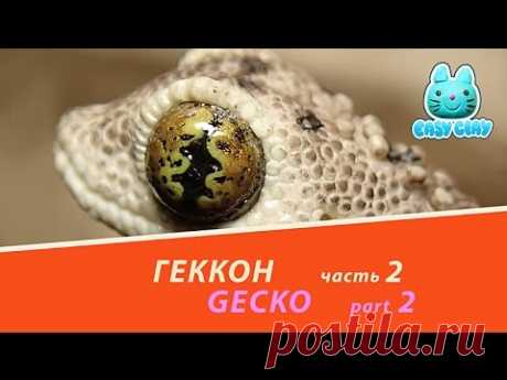 gecko polymer clay tutorial 2part   геккон из полимерной глины мастер класс 2часть