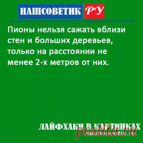 Где лучше не сажать пионы на участке: берём на заметку. Не везде можно сажать эти цветы. Некоторые места для их посадки просто не подходят.