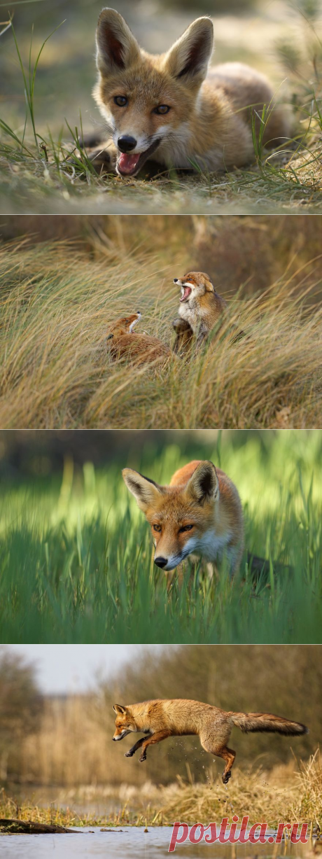 В гостях у лисиц в лесах Голландии