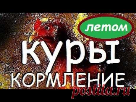 КУРЫ | КОРМЛЕНИЕ КУР ЛЕТОМ / Чем кормить кур летом / Корм для Кур / Куры несушки / Птичье хозяйство