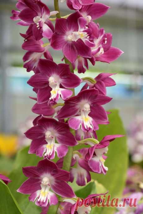 Newly Bloomed Spring Calanthe 2014 (oziko's selection) | Sachirou Inoue приколол(а) это к доске Ranyuen Flower