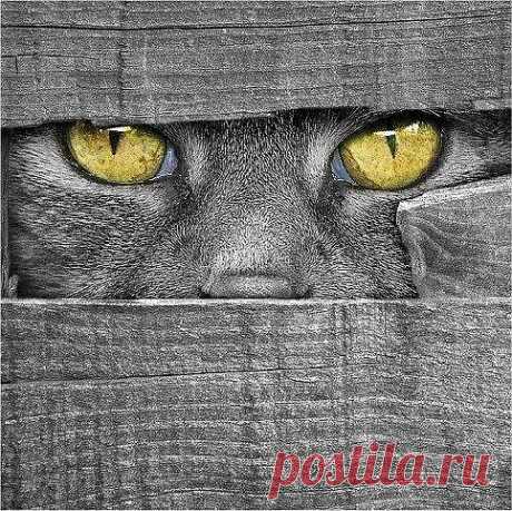 Cat behind fence - Pixdaus