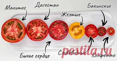 Виды томатов