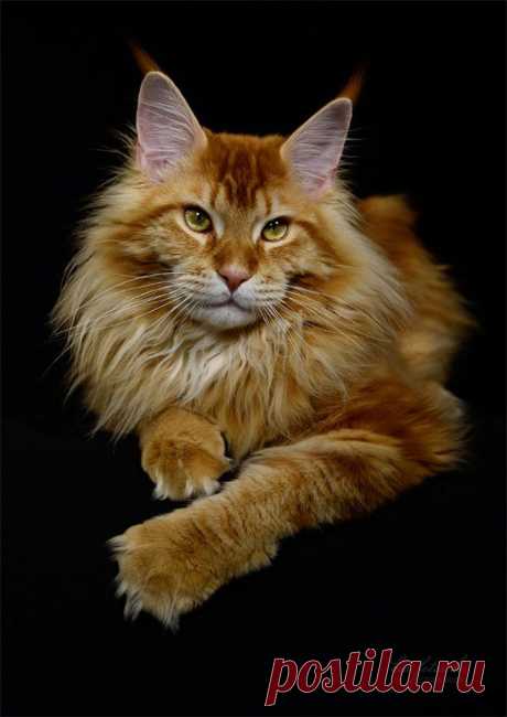 Main Coon by Kim Indra Oehne.