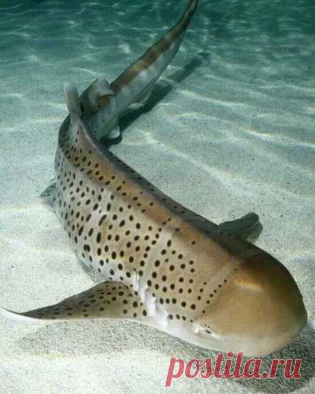 Zebra Shark