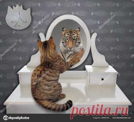 котенок в отражении тигр – Google Поиск