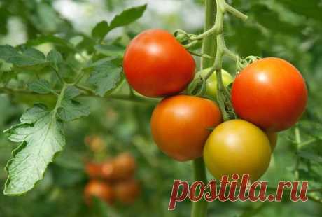 Удобрение для рассады помидор Цель посева помидор – это, конечно же, их плоды, которым огородники уделяют внимание больше всего. Однако, стоит понимать, что для хорошего урожая, в первую очередь, стоит вырастить отличную рассаду, ...