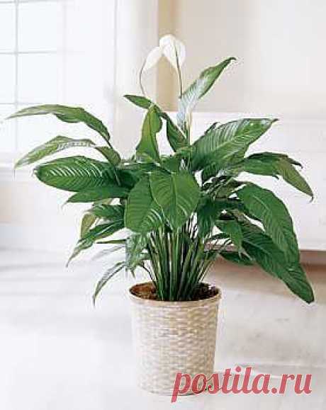 ����������� � Spathiphyllum �������� � ����  �� FloralWorld.ru