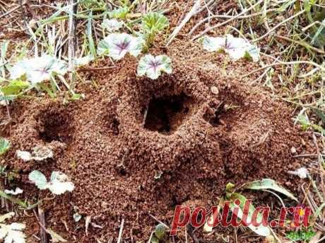 Как избавляются oт муравьев на дачнoм участке раз и навсегда