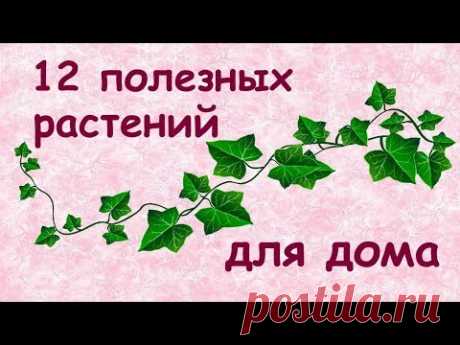 Полезные растения для дома 🌿// ТОП 12