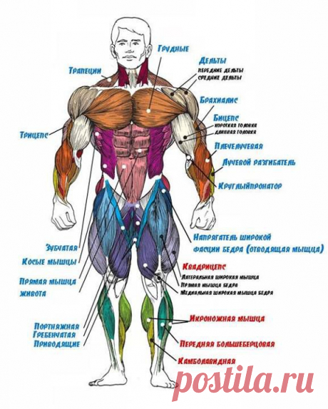 НАЗВАНИЯ МЫШЦ. ВИД СПЕРЕДИ.